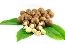 Hạt macca bao nhiêu tiền 1kg?