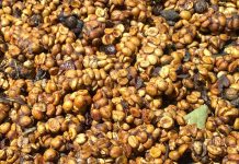 Cà phê hương chồn được sản xuất như thế nào? Cà phê phân chồn khi thu gom về