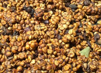 Cà phê hương chồn được sản xuất như thế nào? Cà phê phân chồn khi thu gom về