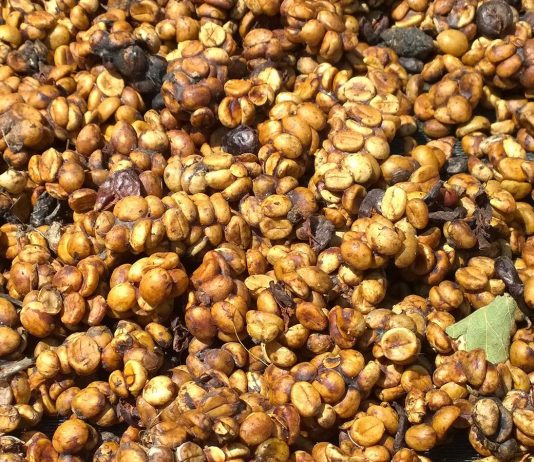 Cà phê hương chồn được sản xuất như thế nào? Cà phê phân chồn khi thu gom về