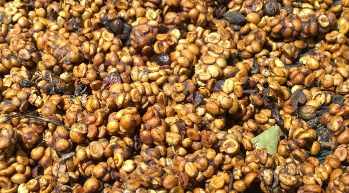 Cà phê hương chồn được sản xuất như thế nào? Cà phê phân chồn khi thu gom về