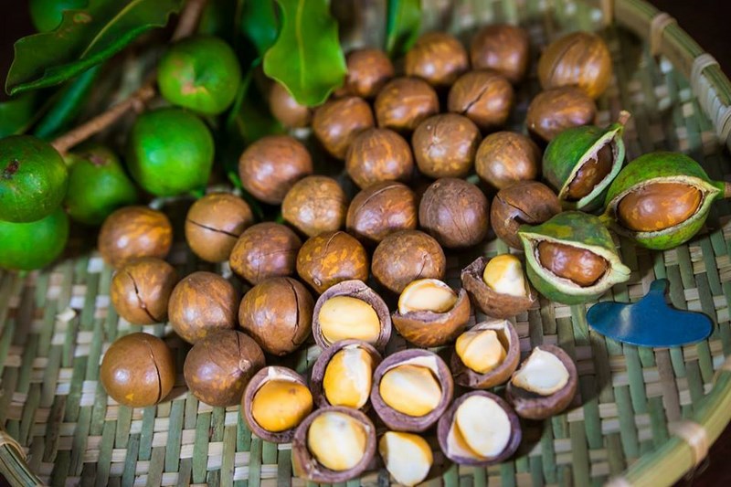 Cây Macadamia Việt Nam